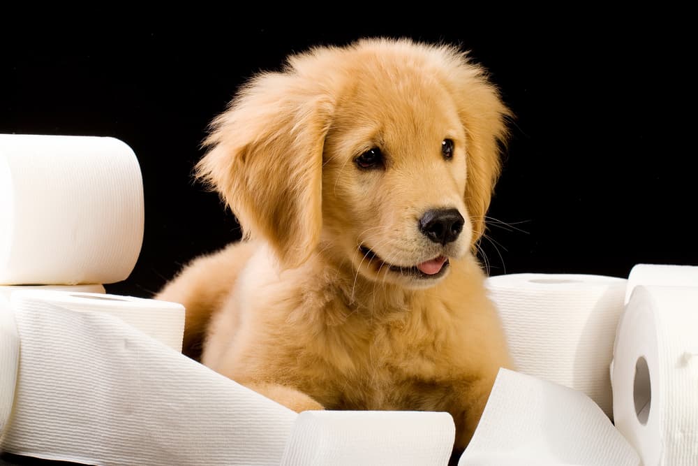 Potty Training Your Puppy When You Live In An Apartment