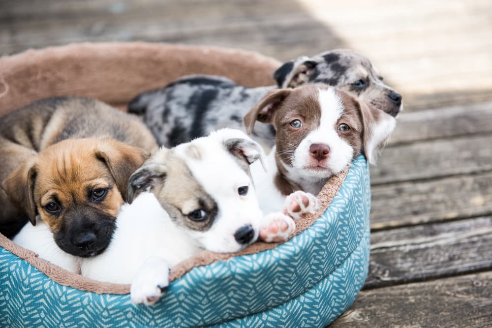 4 puppies on a dog bed | Anderson Communities